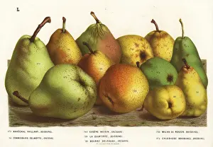 Vaillant: Pear varieties