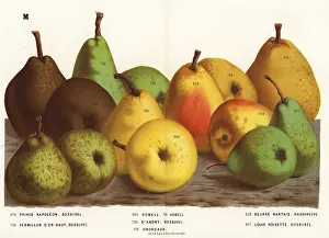 Haut: Pear varieties