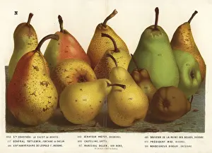 Monseigneur: Pear varieties