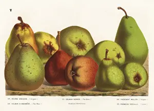 Serres: Pear varieties