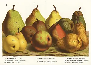 Serres: Pear varieties