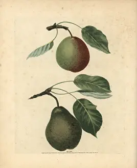 Britannica: Pear varieties, Pyrus communis