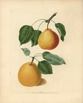 Britannica: Pear varieties, Pyrus communis