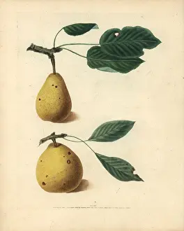 Britannica: Pear varieties, Pyrus communis