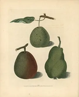 Britannica: Pear varieties, Pyrus communis