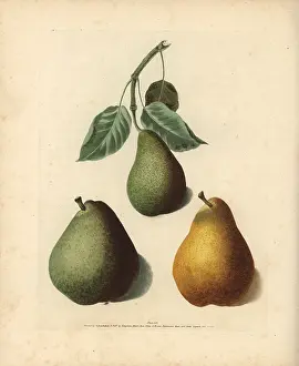 Britannica: Pear varieties, Pyrus communis
