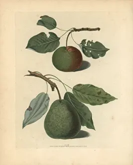 Britannica: Pear varieties, Pyrus communis
