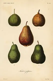Potager: Pear varieties, Pyrus communis