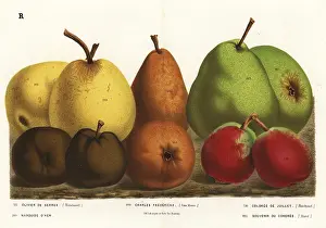 Congres: Pear varieties, Pyrus communis