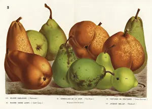 Cour: Pear varieties, Pyrus communis