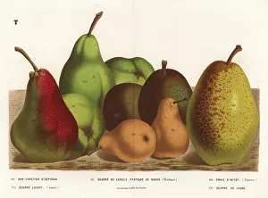 Cercle: Pear varieties, Pyrus communis