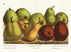 Beurre: Pear varieties, Pyrus communis