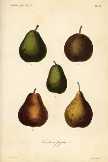 Potager: Pear varieties, Pyrus communis