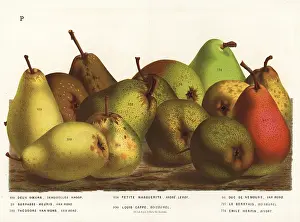 Pyrus: Pear varieties, Pyrus communis