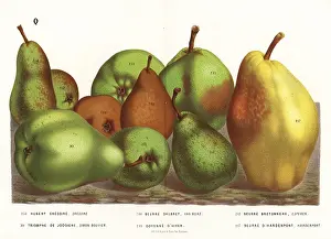 Pyrus: Pear varieties, Pyrus communis