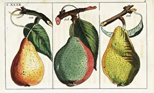 Gottlieb Tobias Wilhelm: Pear varieties, Pyrus communis