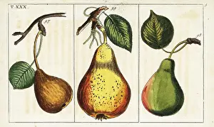 Gottlieb Tobias Wilhelm: Pear varieties, Pyrus communis