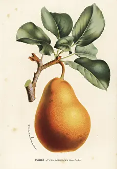 Serres: Pear variety, Jules d'Airoles, Pyrus communis