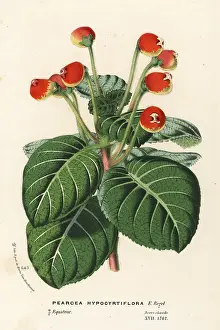 Serres: Pearcea hypocyrtiflora. Near threatened