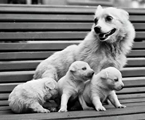 Returning: Pearl dog with its offspring