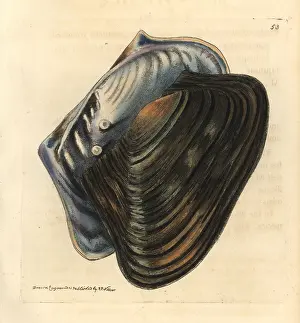 Elford: Pearl oyster, Cristaria plicata