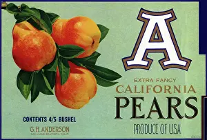 Ripe: Three Pears