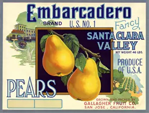 Ripe: Pears