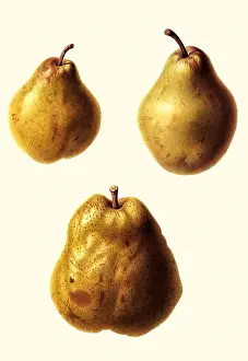 Duchesse: Three Pears