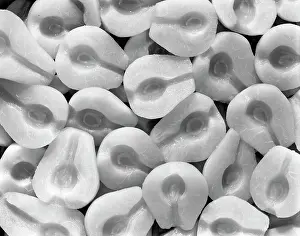 Frt001: Pears Fruit Sliced