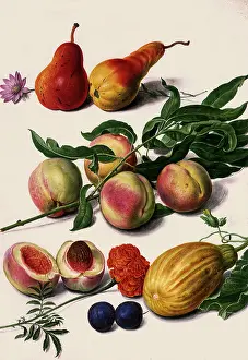 Plums: Pears, Peaches, Plums