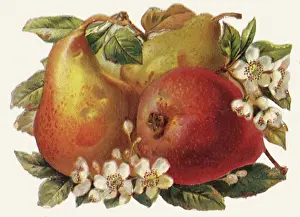 Pear: Pears and Pear Blossoms