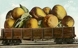 Pear: Pears in Railroad Car