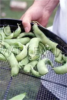 Sieve: PEAS IN THE POD