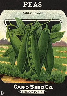 Peas: Peas Seed Packet