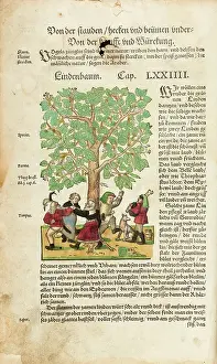 The John Innes Centre / The John Innes Foundation: Peasants dancing round linden tree (full page)