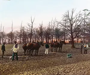 Croplands: Peasants are harrowing