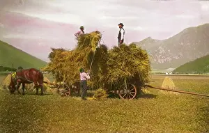 Sheaves: Peasants are loading the sheaves