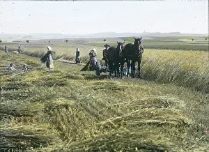 Sheaf: Peasants are spreading the grains