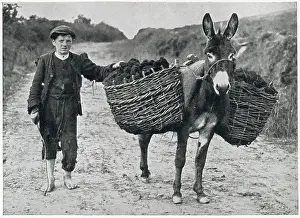 Peat collecting in Ireland 1932