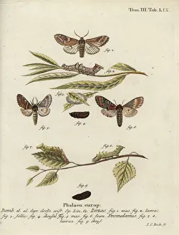 Klinger: Pebble prominent and iron prominent