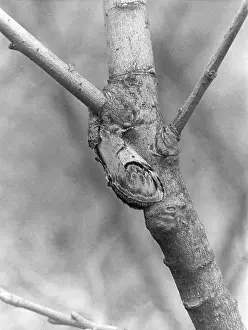 PEBBLE PROMINENT MOTH