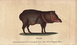 Peccary: Pecary or collared peccary, Tayassu tajacu