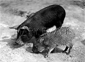Peccary: PECCARY & DOMESTIC PIG