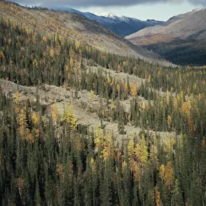 Gubsky: Pechora-Ilych Nature Reserve, 1983