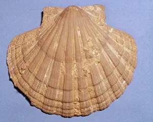 Scallop: Pecten sp. scallop