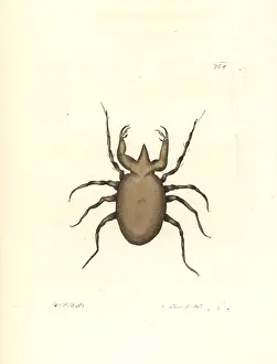 Mite: Pectinated mite, Acarus pectinatus