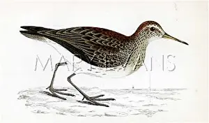 Distinguishing: PECTORAL SANDPIPER