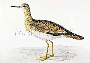 Maculata: PECTORAL SANDPIPER