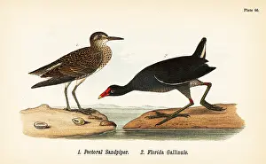 Sandpiper: Pectoral sandpiper and common gallinule