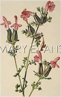 Sylvatica: PEDICULARIS SYLVATICA